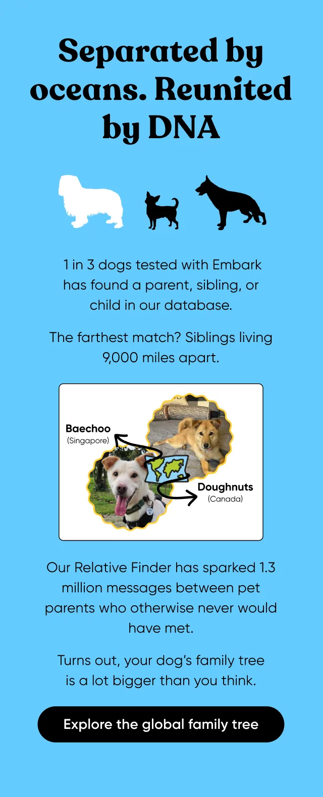 Separated by oceans. Reunited by DNA. 1 in 3 dogs teste with Embark has found a parent, sibling, or child in our database. The farthest match? Siblings living 9,000 miles apart. Our Relative Finder has sparked 1.3 million messages between pet parents who otherwise never would have met. Turns out, your dog's family tree is a lot bigger than you think. Explore the global family tree.