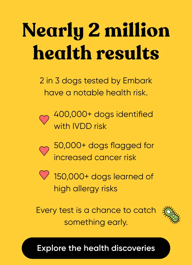Nearly 2 million health results. 2 in 3 dogs tested by Embark have a notable health risk. 400,000+ dogs identified with IVDD risk. 50,000+ dogs flagged for increased cancer risk. 150,000+ dogs learned of high allergy risks. Every test is a chance to catch something early. Explore the health discoveries.