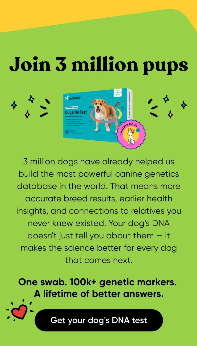 Join 3 million pups. 3 million dogs have already helped us build the most powerful canine genetic database in the world. That means more accurate breed results, earlier health insights, and connections to relatives you never knew existed. Your dog's DNA doesn't just tell you about them—it makes the science better for every dog that comes next. One swab. 100k+ genetic markets. A lifetime of better answers. Get your dog's DNA test.