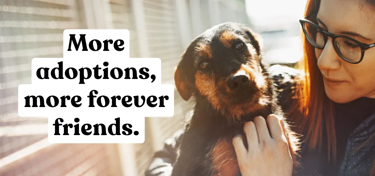 More adoptions, more forever friends.