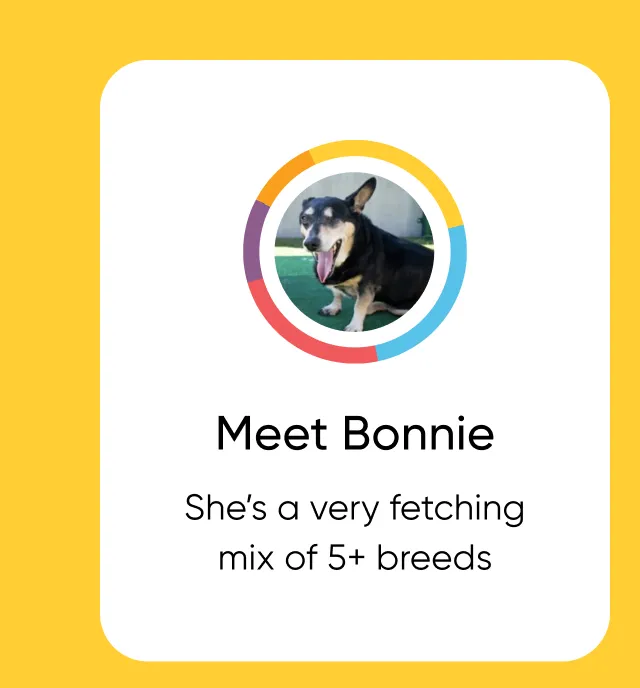 Meet Bonnie. She's a very fetching mix of 5+ breeds.