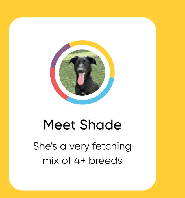 Meet Shade. She's a very fetching mix of 4+ breeds.