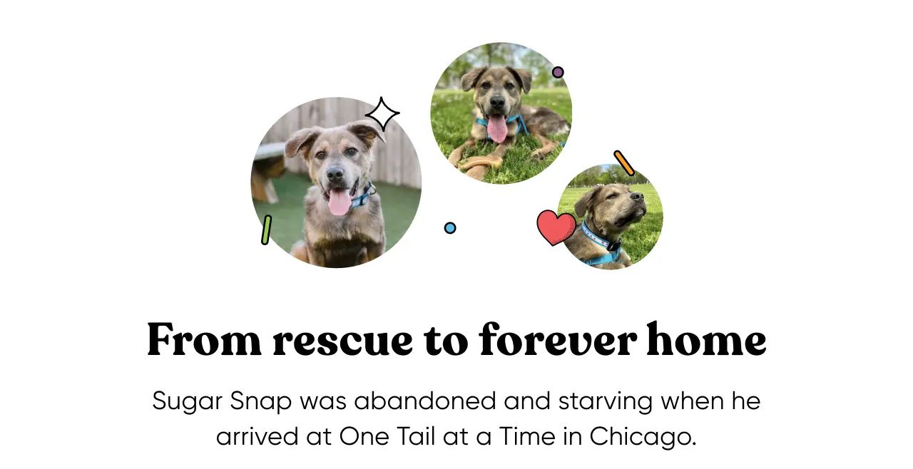 From rescue to forever home