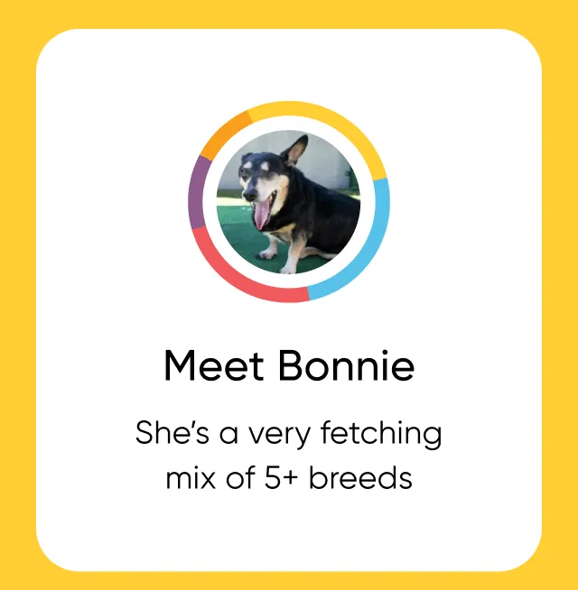 Meet Bonnie. She's a very fetching mix of 5+ breeds.