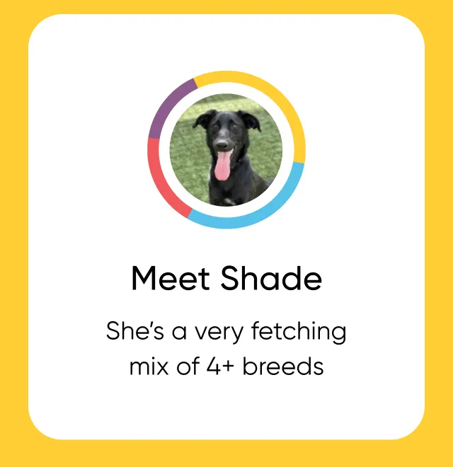 Meet Shade. She's a very fetching mix of 5+ breeds.