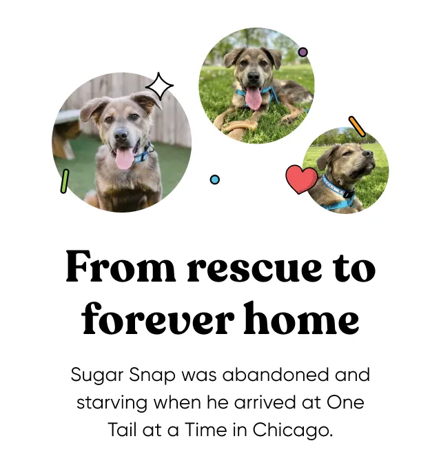 From rescue to forever home