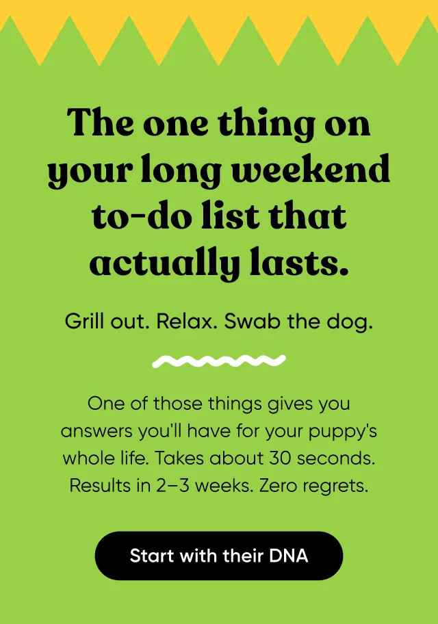 The one thing on your long weekend to-do list that actually lasts. Grill out. Relax. Swab the dog. One of those things gives your answers you'll have for your dog's whole life. Taks about 30 seconds. Rersults in 2-3 weeks. Zero regrets. Start with their DNA.