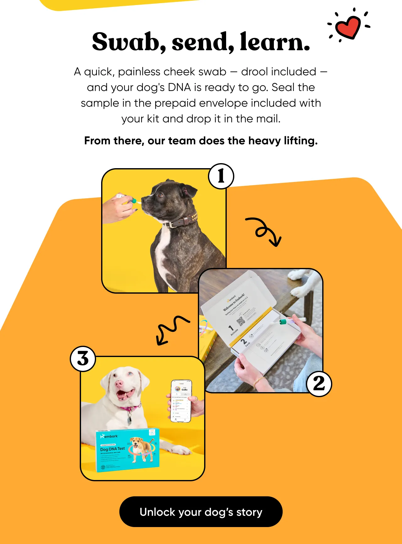 Swab, send, learn. A painless, cheek swab—drool included— and your dog's DNA is ready to go. Seal the sample in the prepaid envelope included with your kit and drop it in the mail. From there, our team does the heavy lifting. Unlock your dog's story.