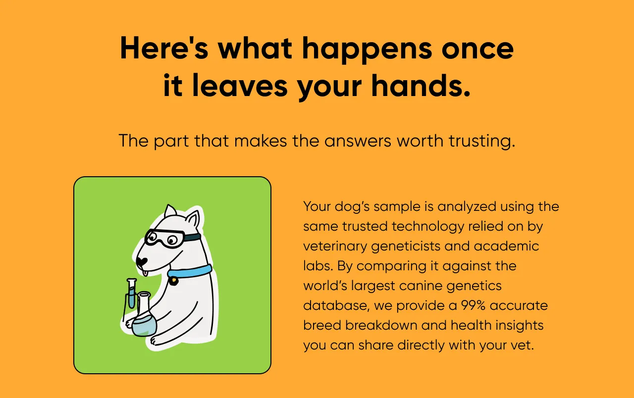 Here's what happens once it leaves your hands. The part that makes the answers worth trusting. Your dog's sample is analyzed using the same trusted technology relied on my veterinary geneticists and academic labs. By comparing it against the world's largest canine genetics database, we provide a 99% accurate breed breakdown and health insights you can share directly with your vet.