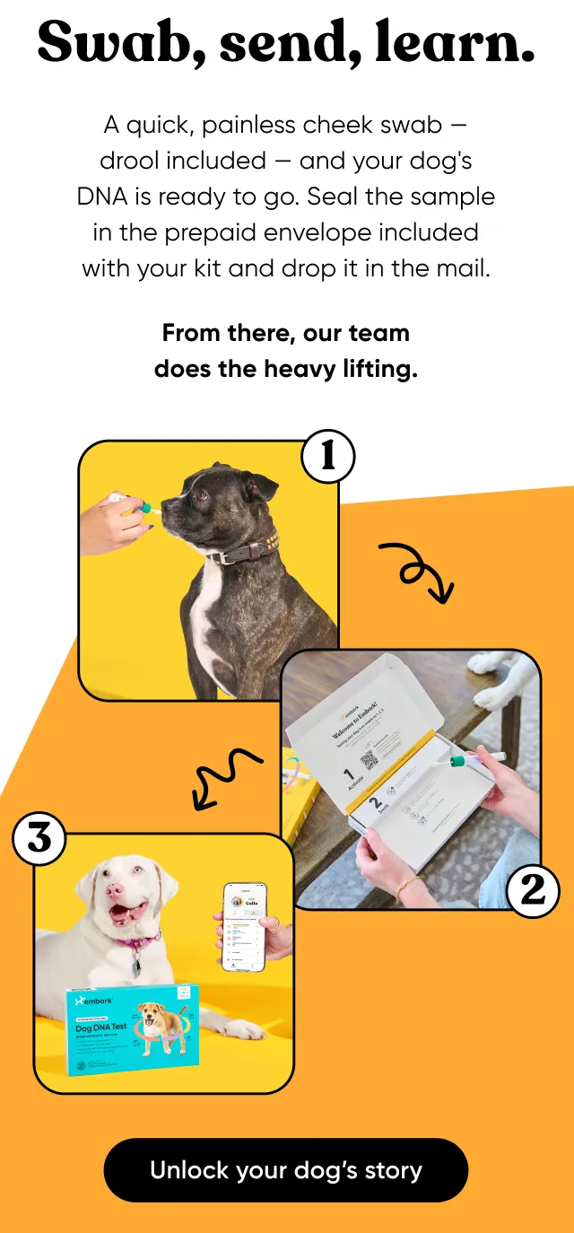 Swab, send, learn. A painless, cheek swab—drool included— and your dog's DNA is ready to go. Seal the sample in the prepaid envelope included with your kit and drop it in the mail. From there, our team does the heavy lifting. Unlock your dog's story.