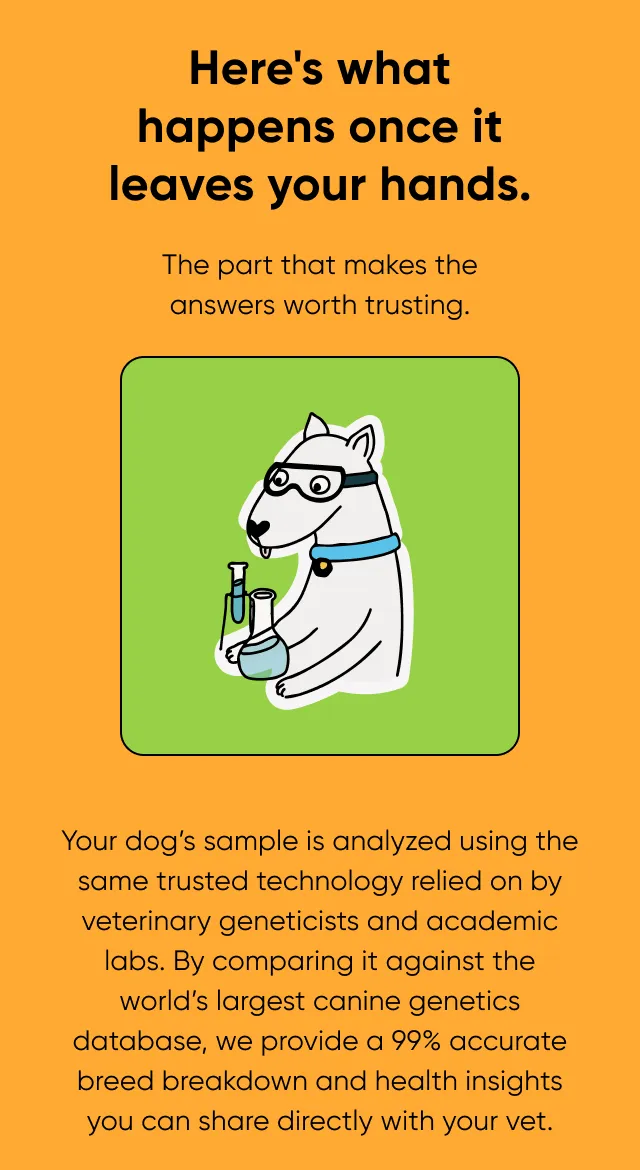 Here's what happens once it leaves your hands. The part that makes the answers worth trusting. Your dog's sample is analyzed using the same trusted technology relied on my veterinary geneticists and academic labs. By comparing it against the world's largest canine genetics database, we provide a 99% accurate breed breakdown and health insights you can share directly with your vet.