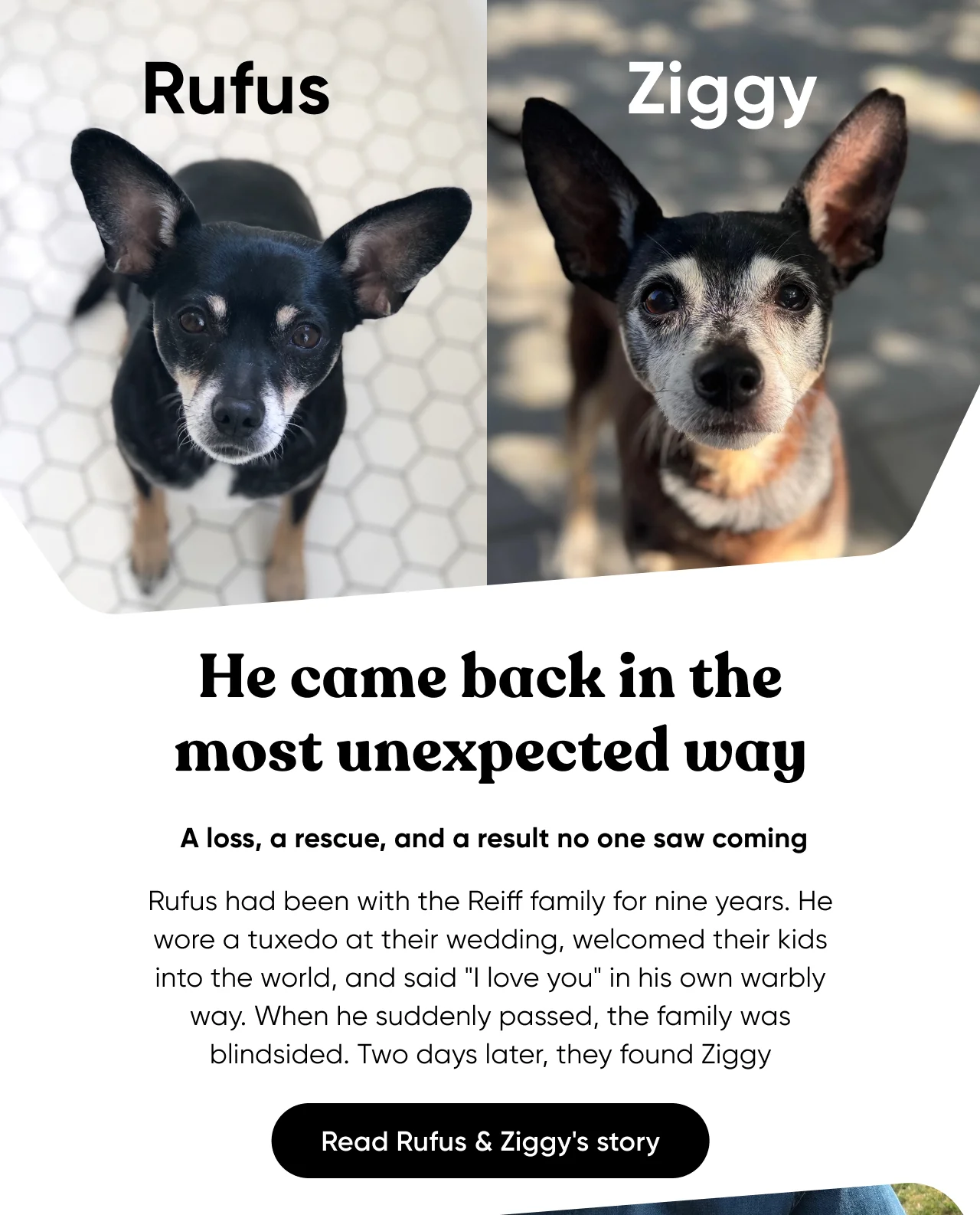 He came back in the most unexpected way. A loss, a rescue, and a result no one saw coming. Rufus had been with the Reiff family for nine years. He wore a tuxedo at their wedding, welcomed their kids into the world, and said 