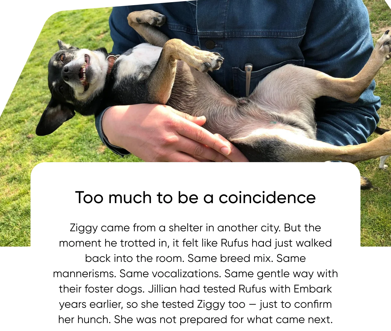 Too much to be a coincidence. Ziggy came from a shelter in another city. But the moment he trotted in, it felt like Rufus had just walked back into the room. Same breed mix. Same mannerisms. Same vocalizations. Same gentle way with their foster dogs. Jillian had tested Rufus with Embark years earlier, so she tested Ziggy too — just to confirm her hunch. She was not prepared for what came next.