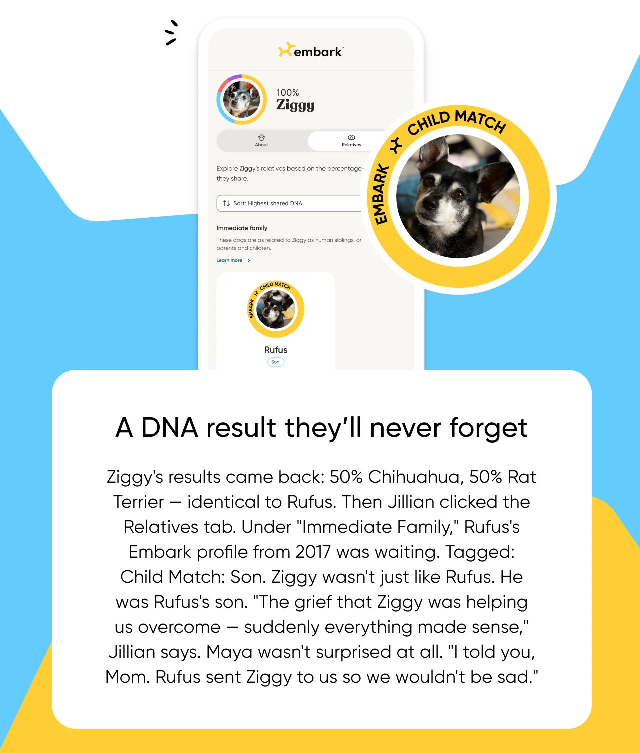 A DNA result they’ll never forget. Ziggy's results came back: 50% Chihuahua, 50% Rat Terrier — identical to Rufus. Then Jillian clicked the Relatives tab. Under 