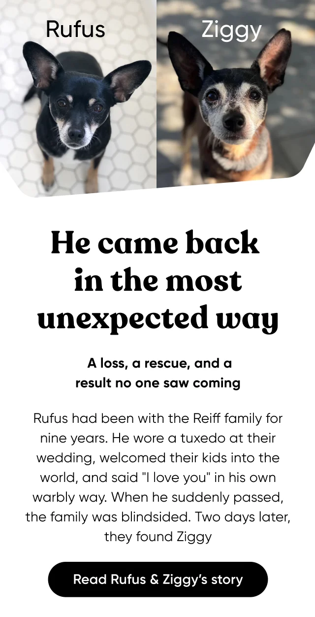 He came back in the most unexpected way. A loss, a rescue, and a result no one saw coming. Rufus had been with the Reiff family for nine years. He wore a tuxedo at their wedding, welcomed their kids into the world, and said 