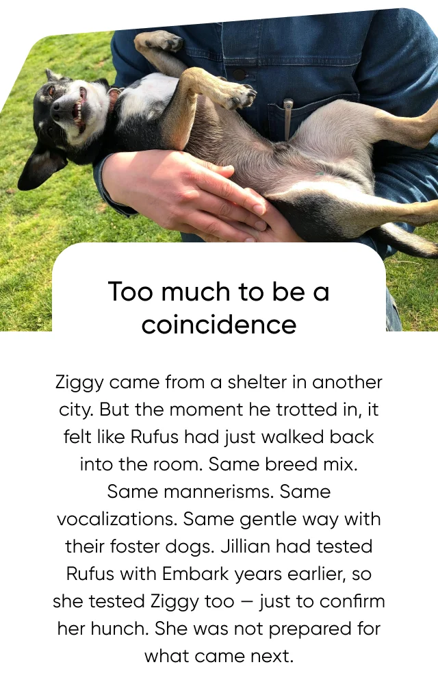 Too much to be a coincidence. Ziggy came from a shelter in another city. But the moment he trotted in, it felt like Rufus had just walked back into the room. Same breed mix. Same mannerisms. Same vocalizations. Same gentle way with their foster dogs. Jillian had tested Rufus with Embark years earlier, so she tested Ziggy too — just to confirm her hunch. She was not prepared for what came next.
