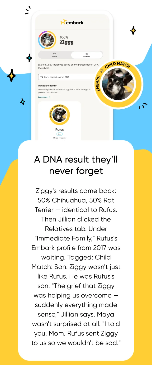 A DNA result they’ll never forget. Ziggy's results came back: 50% Chihuahua, 50% Rat Terrier — identical to Rufus. Then Jillian clicked the Relatives tab. Under 