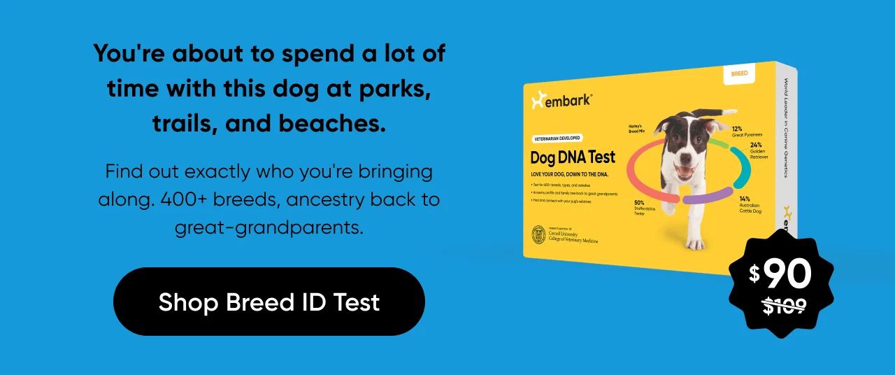 You're about to spend a lot of time with this dog at parks, trails, and beaches. Find out exactly who you're bringing along. 400+ breeds, ancestry back to great-grandparents.