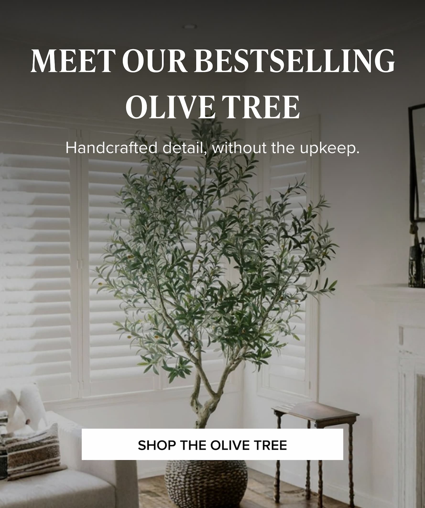 SHOP THE OLIVE TREE