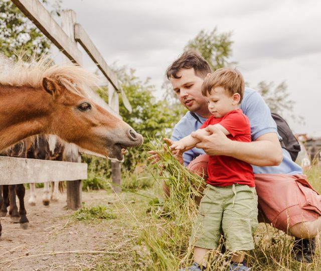 Father and son feeding a horse.