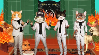 Fantastic Cat Image