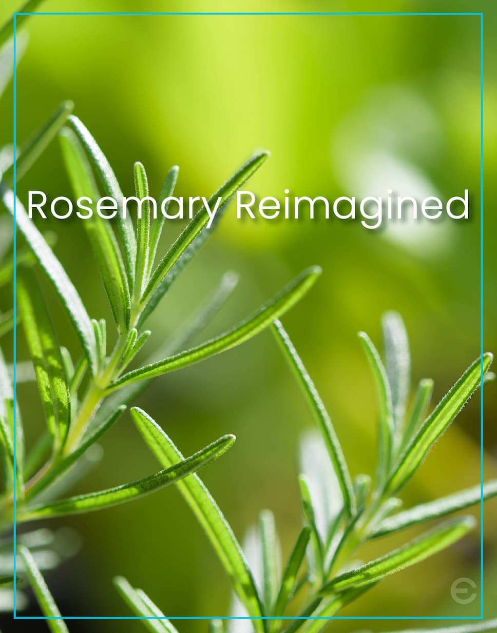 ROSEMARY LAVE
