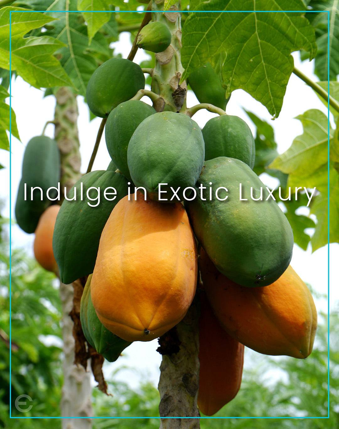 PAPAYA BODY POLISH