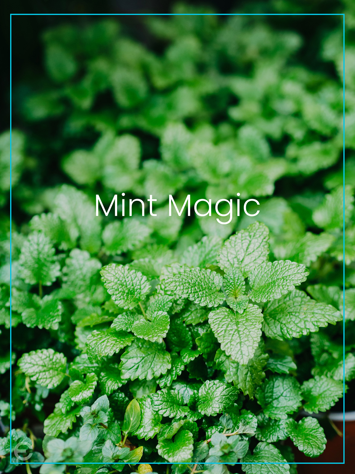 MINT RENEWAL BODY POLISH