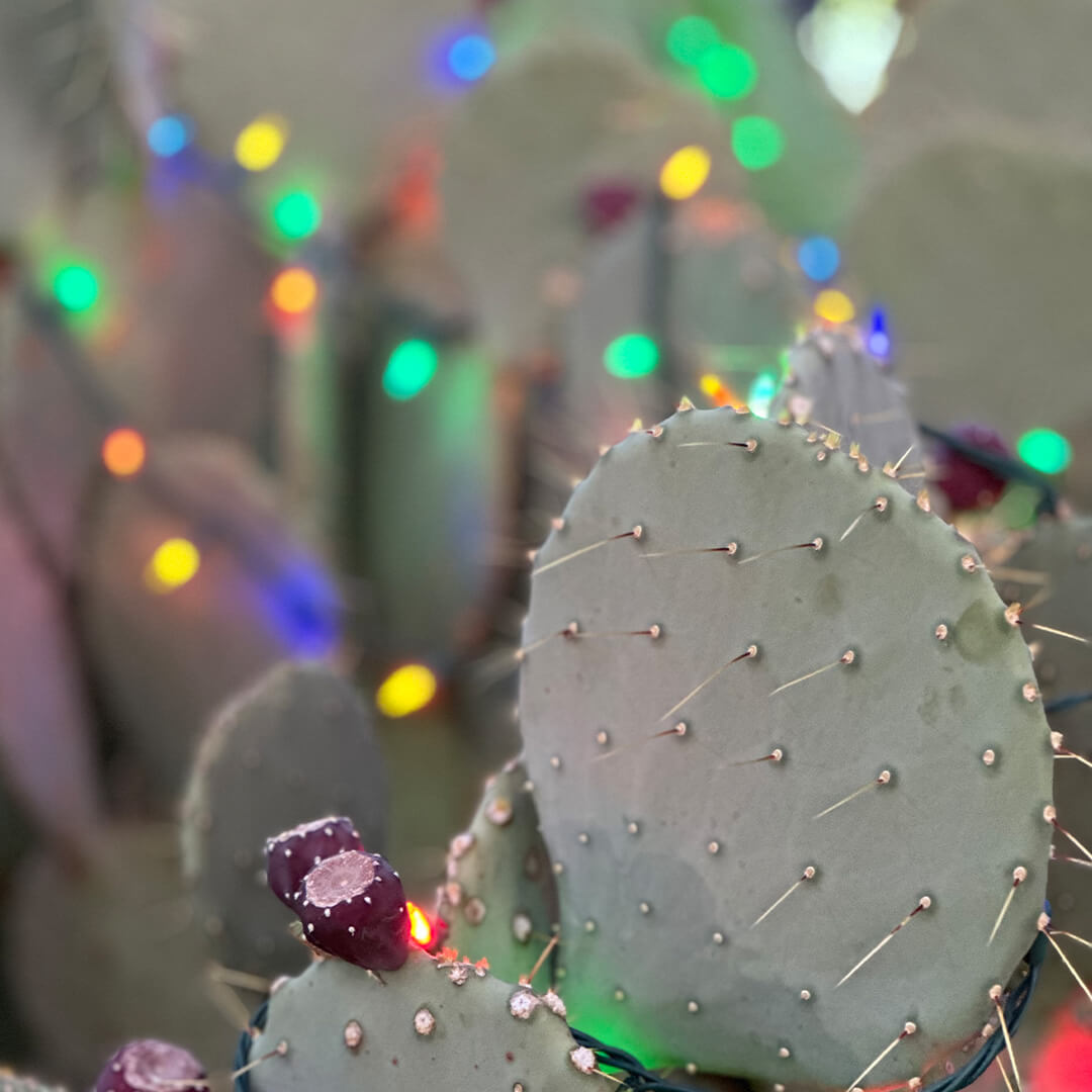 The Botanical Cactus Garden at the Ethel M Chocolates Factory in Henderson, NV
