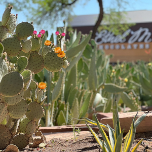 The Botanical Cactus Garden at the Ethel M Chocolates Factory in Henderson, NV