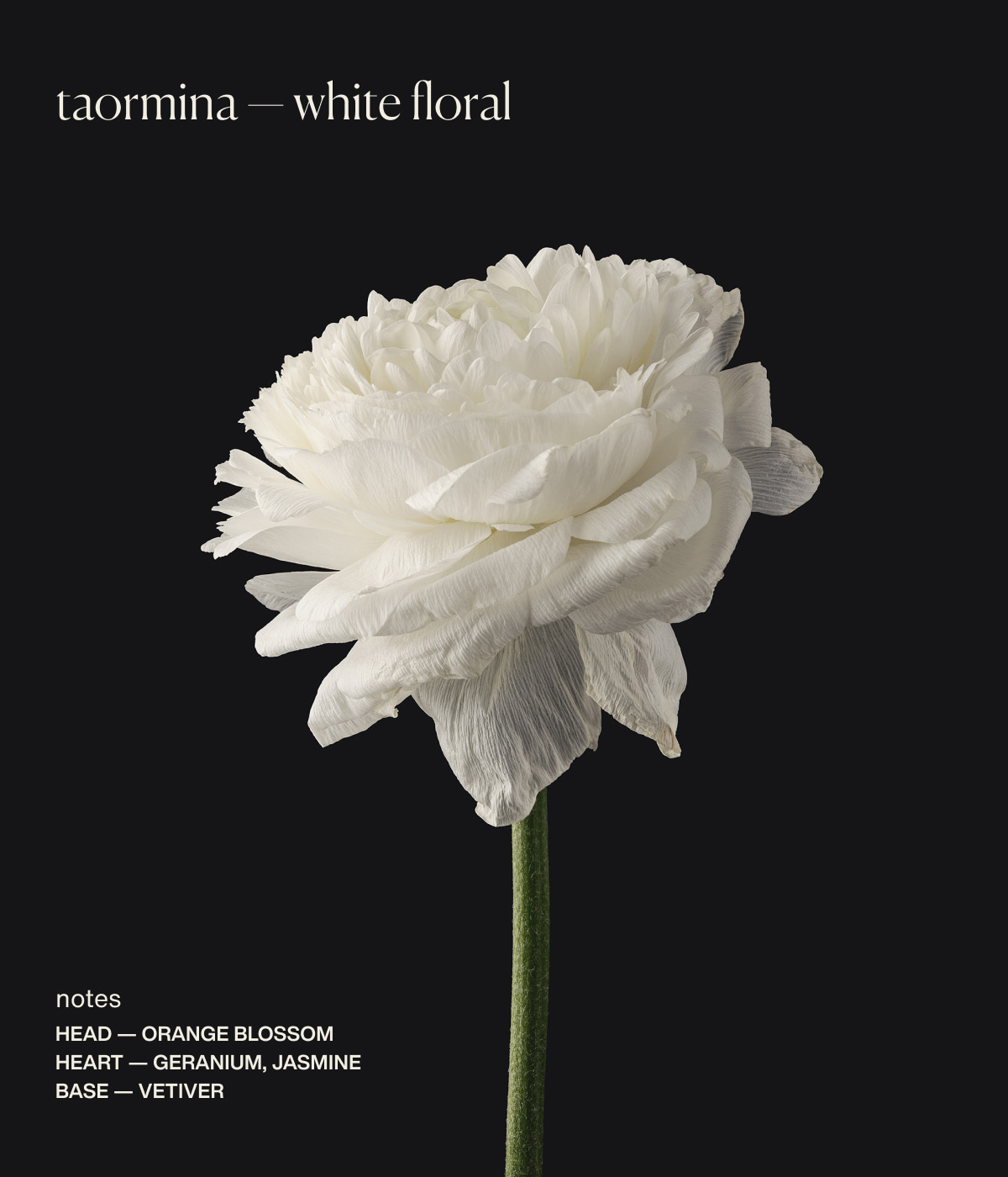 taormina — white floral | notes | head — orange blossom | heart — geranium, jasmine | base — vetiver