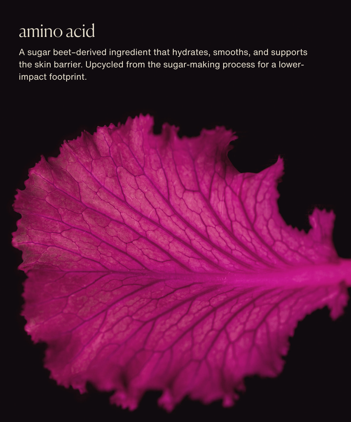 amino acid | A sugar beet–derived ingredient that hydrates, smooths, and supports the skin barrier. Upcycled from the sugar-making process for a lower-impact footprint.