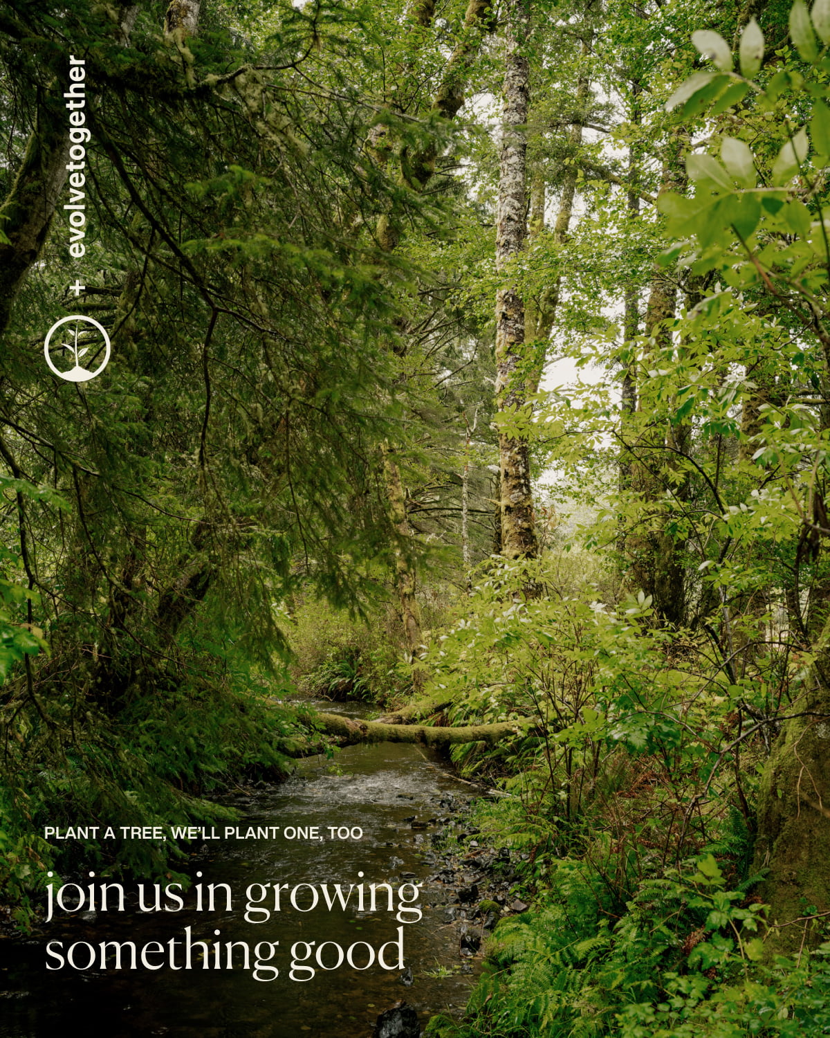evolvetogether + One Tree Planted | plant a tree, we’ll plant one, too | join us in growing something good