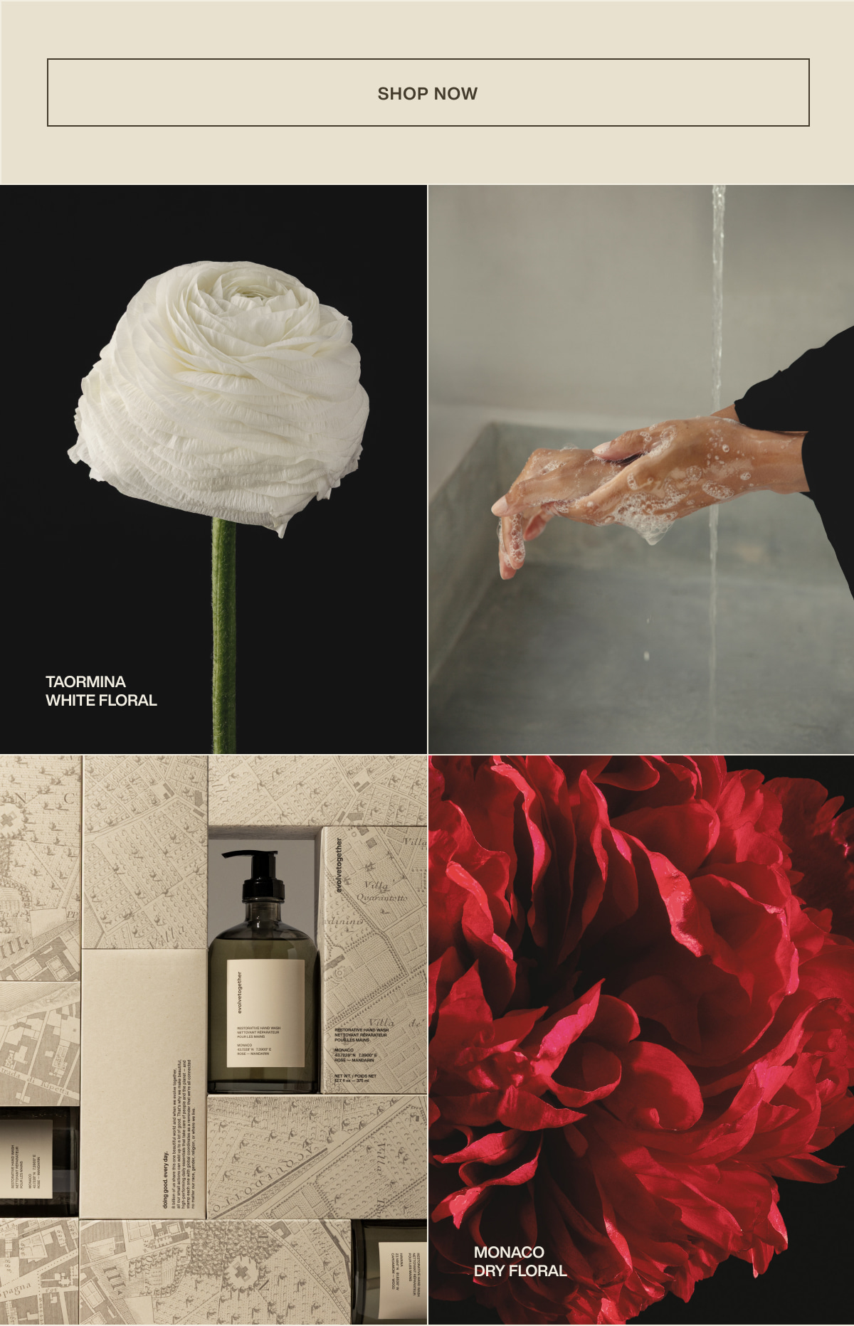 [ shop now ] | taormina | white floral | monaco | dry floral