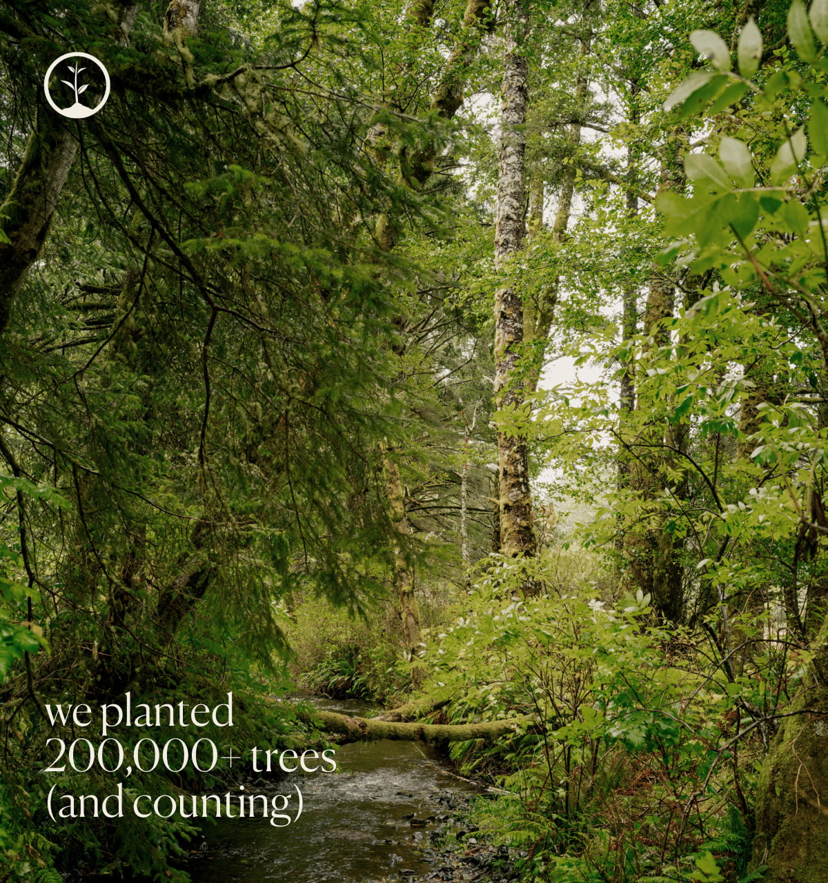 we planted 200,000+ trees (and counting)