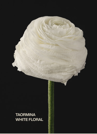 taormina | white floral