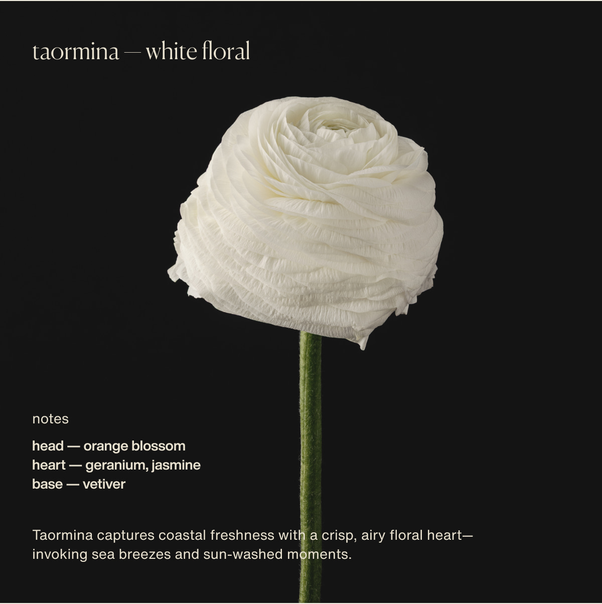 taormina — white floral | notes | head — orange blossom | heart — geranium, jasmine | base — vetiver | Taormina&nbsp;captures coastal freshness with a crisp, airy floral heart—invoking sea breezes and sun-washed moments.
