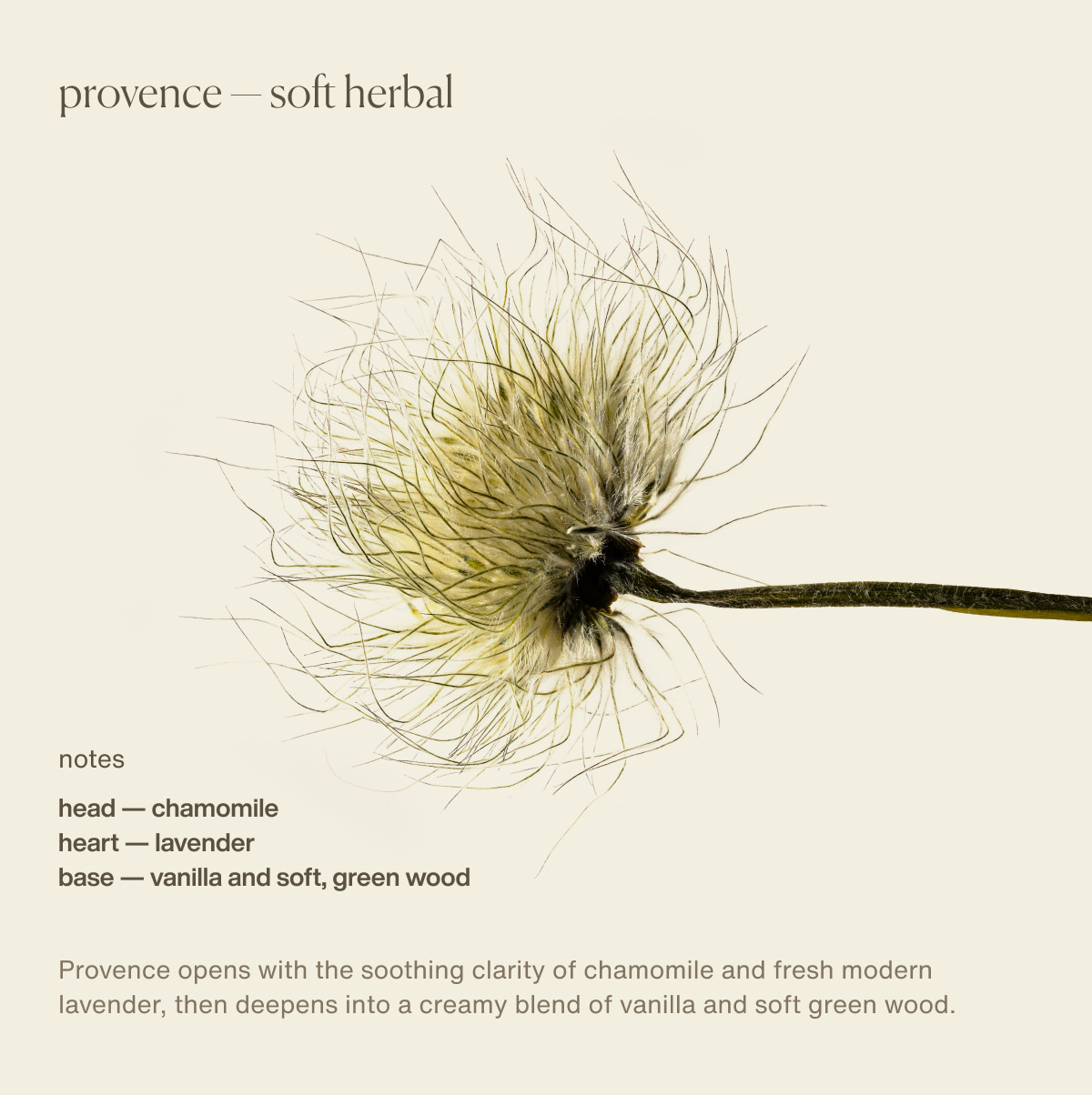 provence — soft herbal | notes | head — chamomile | heart — lavender | base — vanilla and soft, green wood | Provence opens with the soothing clarity of chamomile and fresh modern lavender, then deepens into a creamy blend of vanilla and soft green wood.