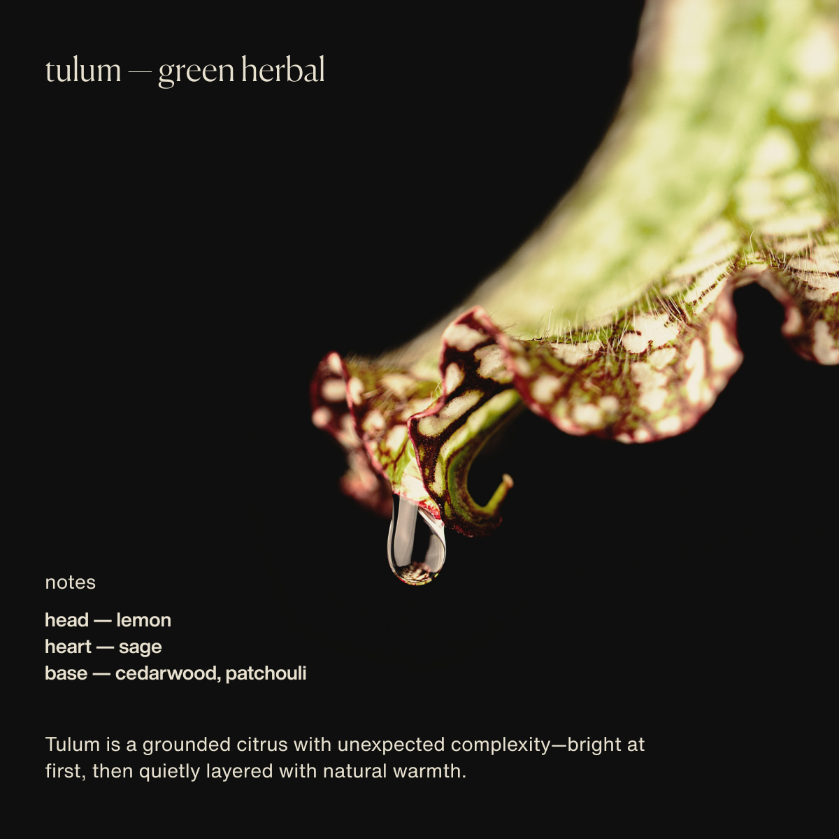 tulum — green herbal | notes | head — lemon | heart — sage | base — cedarwood, patchouli | Tulum&nbsp;is a grounded citrus with unexpected complexity—bright at first, then quietly layered with natural warmth.