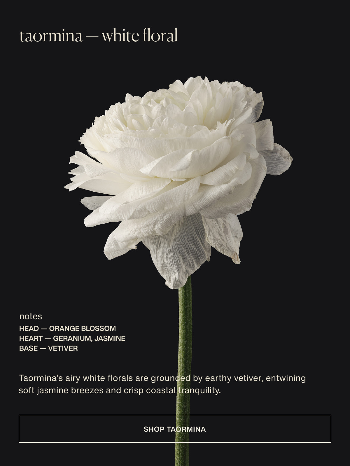 taormina — white floral | notes | head — orange blossom | heart — geranium, jasmine | base — vetiver | Taormina’s airy white florals are grounded by earthy vetiver, entwining soft jasmine breezes and crisp coastal tranquility. | [ shop taormina ]