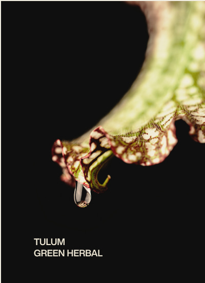 tulum | green herbal