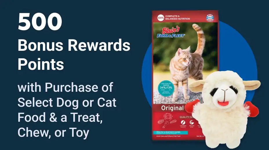 500 Bonus Point Offer