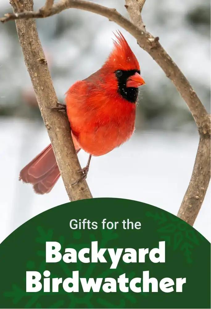 Gifts for the Backyard Bird Watcher