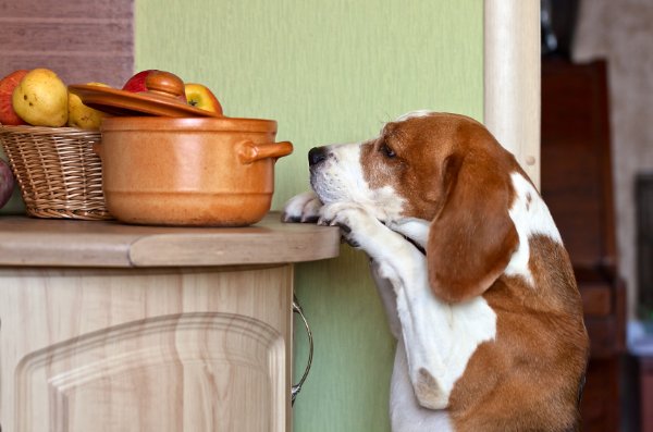 Dog sniffing food on the kitchen counter