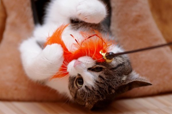 Cat playing with orange feather toy