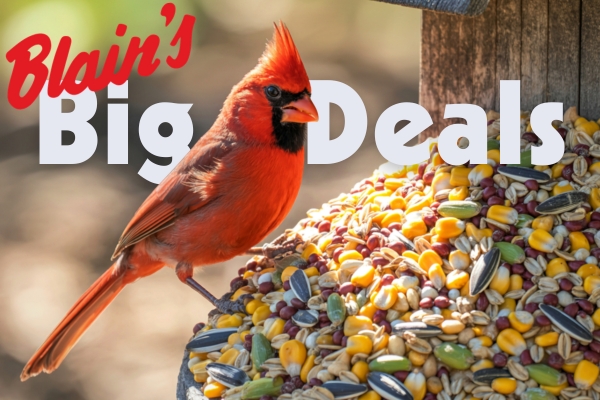 Cardinal sitting on a call of seed