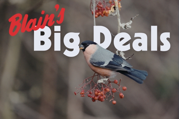 Cardinal sitting on a call of seed