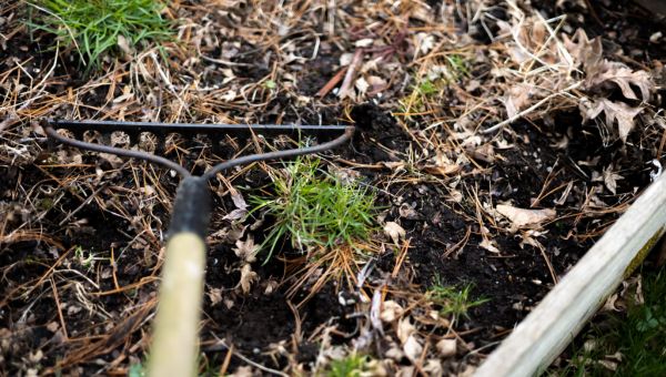 Your Midwest Spring Lawn Care Plan: What to Do (and When)