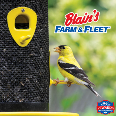 Bird Feed