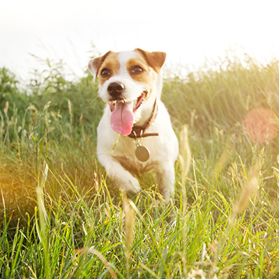 Dog running through grass field